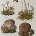 see more listings in the Mushrooms section