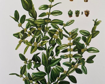 BOXWOOD BUXUS botanical print. Antique and vintage natural sciences and biology lithography. Plant illustration and wallart from 1960s