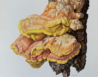 SULPHUR POLYPORE mushroom print. Antique and vintage biology and nature lithograph. Spore illustration and poster from 1960s