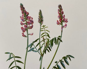 COMMON SAINFOIN botanical print. Antique and vintage natural sciences and biology lithography. Plant illustration and wallart from 1960s