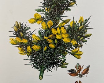 COMMON GORSE botanical print. Antique and vintage natural sciences and biology lithography. Plant illustration and wallart from 1960s