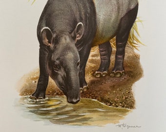 MALAYAN TAPIR animal print. Antique and vintage zoology and biology lithograph. Wildlife illustration and wallartfrom 1960s