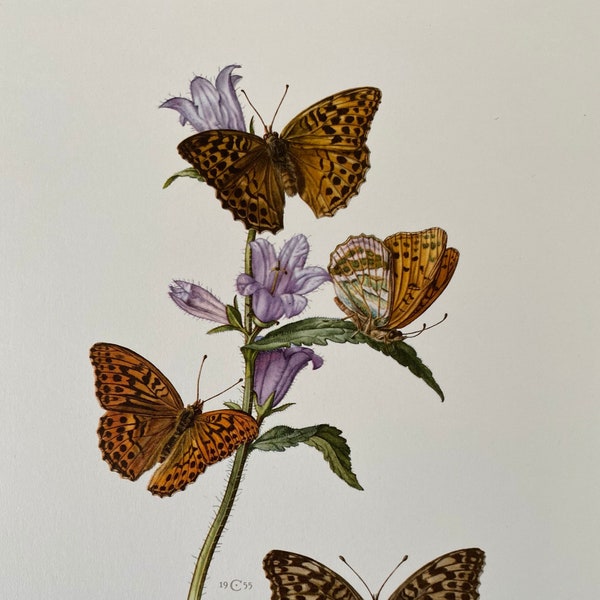 SILVER-WASHED FRITILLARY Butterfly print. Bugs illustrations. Insect Print. Entomology. Natural History. Natural Science. from 1960s