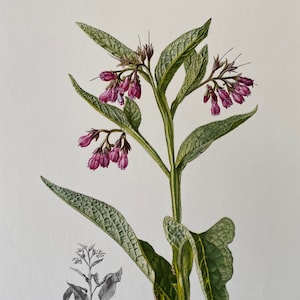 May include: A botanical illustration of a comfrey plant, featuring a detailed depiction of its leaves, stems, and clusters of small, bell-shaped, magenta flowers. A smaller, black and white illustration of the plant is also present, along with the text "GRANDE CONSOUDE - Symphytum officinale L."