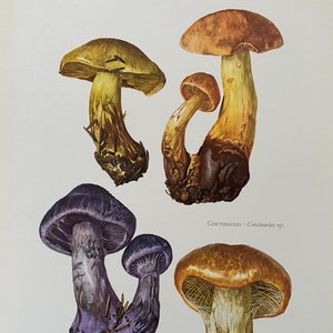 Stampa di funghi CORTINARIUS AGARICS. Litografia antica e vintage di biologia e natura. Illustrazione di spore e poster degli anni '60