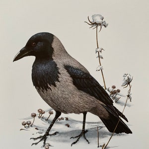 Könnte beinhalten: Detaillierte Illustration einer Nebelkrähe, mit schwarzem Kopf, Flügeln und Schwanz und grauem Körper. Der Vogel steht in einer verschneiten Landschaft mit baumwollartigen Pflanzen. Text: "Corneille Mantelée - Corvus corone cornix L."