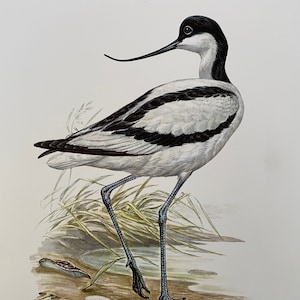 Grabado de pájaro AVOCET PIXELONA. Litografía antigua y vintage de ornitología y biología. Ilustración y póster de vida salvaje de los años 60