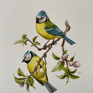 Lámina de pájaro herrerillo común euroasiático. Lámina antigua y vintage sobre ciencias naturales y biología. Decoración de pájaros para el hogar y arte mural de los años 60