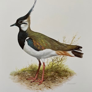 NORTHERN LAPWING PEEWIT bird print. Antique and vintage natural sciences and biology print. Home decor wall art ornithology from 1960s