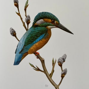 スズメの版画、ヴィンテージ鳥類学リトグラフ、1960年代の野生動物