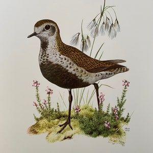 Grabado de pájaro CHORLITO DORADO. Litografía antigua y vintage de ornitología y biología. Ilustración y póster de vida salvaje de los años 60
