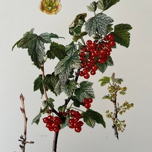 Może przedstawiać: Botaniczna ilustracja czerwonych porzeczek, znanych również jako Ribes sylvestre, z zielonymi liśćmi i pojedynczym żółtym kwiatem. Ilustracja zawiera tekst "GROSEILLER ROUGE - Ribes sylvestre (LAMK.) MERT. et KOCH".