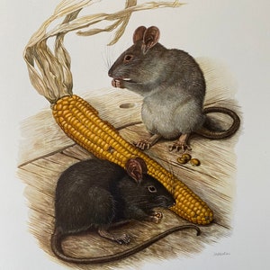 Stampa di un ratto nero. Litografia antica e vintage di zoologia e biologia. Illustrazione di fauna selvatica e decorazione murale degli anni '60.