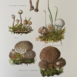 Impressão de cogumelo PUFFBALL. Litografia antiga e vintage de biologia e natureza. Ilustração e pôster de esporos da década de 1960.
