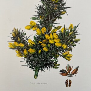 Könnte beinhalten: Eine botanische Illustration eines Stechginsters, Ulex europaeus, mit gelben Blüten und grünen Blättern. Die Pflanze ist mit Dornen dargestellt und der Text "AJONC - Ulex europaeus L." ist unter dem Bild gedruckt.