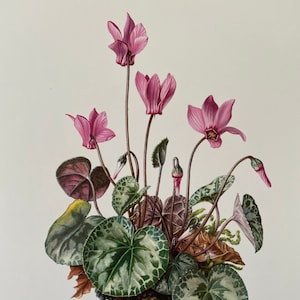 紫色のシクラメンの植物版画。アンティークとヴィンテージの自然科学と生物学のリトグラフ。1960年代の植物のイラストとウォールアート。