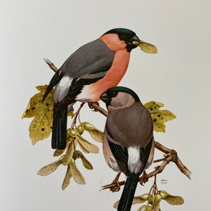 EURASIAN BULLFINCH bird print. Antique and vintage natural sciences and biology print. Home decor wall art ornithology from 1960s