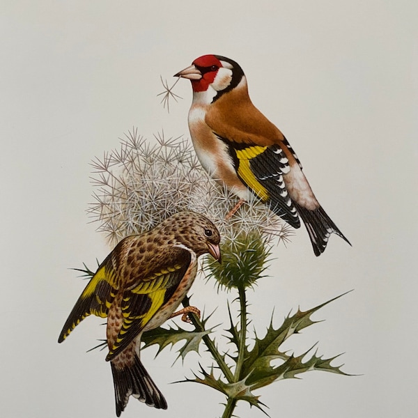 EUROPEAN GOLDFINCH bird print. Antique natural sciences and biology print. Home decor wall art ornithology from 1960s