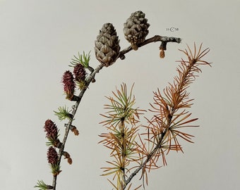 EUROPEAN LARCH TREE botanical print. Antique and vintage natural sciences and biology lithography. Plant illustration and wallart from 1960s