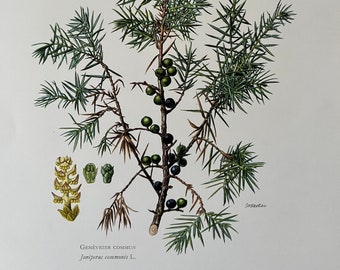 COMMON JUNIPER botanical print. Antique and vintage natural sciences and biology lithography. Plant illustration and wallart from 1960s