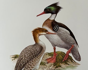 RED-BREASTED MERGANSER bird print. Antique and vintage ornithology and biology lithograph. Wildlife illustration and poster from 1960s