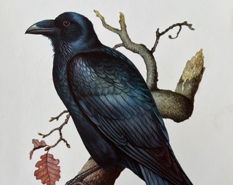 COMMON RAVEN bird print. Antique ornithology and biology lithograph. Wildlife illustration and poster from 1960s
