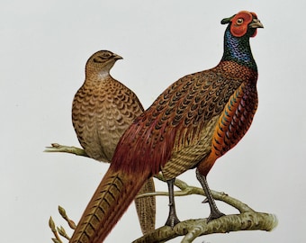 PHEASANT bird print. Antique and vintage ornithology and biology lithograph. Wildlife illustration and poster from 1960s