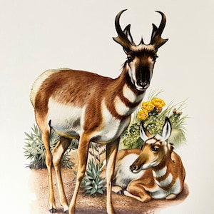 PRONGHORN animal print. Antique and vintage zoology and biology lithograph. Wildlife illustration and posterfrom 1960s