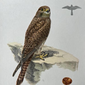 Vintage Common Kestrel Bird Print, 1955 Ornithology Lithograph