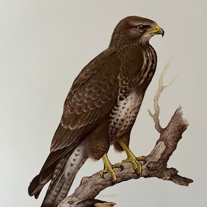 May include: Illustration of a Variable Buzzard perched on a branch. The bird has brown and white feathers, yellow talons, and a yellow beak. The branch is a light brown color. Text at the bottom reads "BUSE VARIABLE - Buteo buteo (L.)".