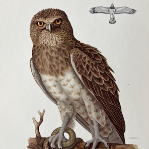 Puede incluir: Ilustración detallada de un águila culebrera europea posada en una rama, agarrando una serpiente. El águila tiene plumas marrones y blancas, ojos amarillos y un pico afilado. Una ilustración más pequeña del águila en vuelo está en la esquina superior derecha. La rama es marrón.