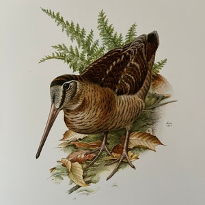 EURASIAN WOODCOCK bird print. Antique and vintage ornithology and biology lithograph. Wildlife illustration and poster from 1960s