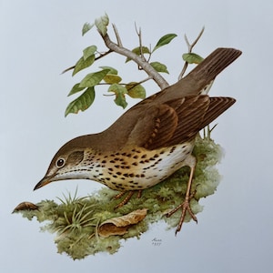 Stampa di uccello SONG THRUSH. Litografia antica e vintage di ornitologia e biologia. Illustrazione e poster sulla fauna selvatica degli anni '60