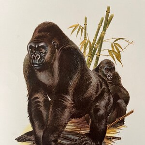 GORILLA animal print. Antique and vintage zoology and biology lithograph. Wildlife illustration and posterfrom 1960s