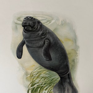MANATEE animal print. Antique and vintage zoology and biology lithograph. Wildlife illustration and posterfrom 1960s