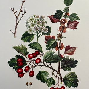 HAWTHORN botanical print. Antique and vintage natural sciences and biology lithography. Plant illustration and wallart from 1960s