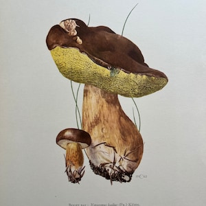 Stampa di fungo BAY BOLETE. Litografia antica e vintage di biologia e natura. Illustrazione di spore e poster degli anni '60.