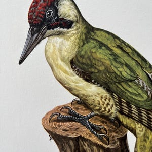 1955 Vintage European green woodpecker bird print. Antique ornithology and biology lithograph. Wildlife Picus viridis illustration