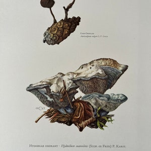 Stampa del fungo SWEETGRASS TOOTH. Litografia antica e vintage di biologia e natura. Illustrazione e poster di spore degli anni '60.