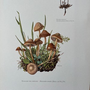 FEE RING Pilzdruck. Antike und Vintage Biologie und Natur Lithographie. Sporenillustration und Plakat aus den 1960er Jahren