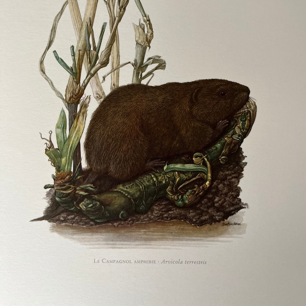 EUROPEAN WATER VOLE animal print. Antique and vintage zoology and biology lithograph. Wildlife illustration and posterfrom 1960s