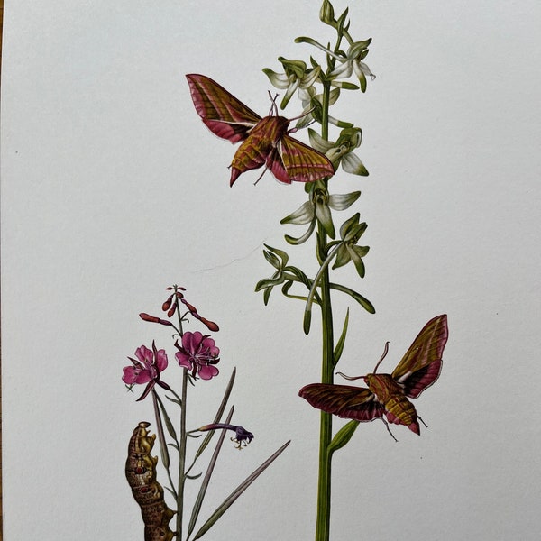 Elephant Hawk Moth Print, Vintage Zoology Lithograph (1960s)