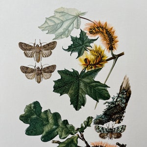 May include: A vintage illustration of moths and caterpillars on a branch with leaves. The moths are brown with white markings and the caterpillars are orange and yellow with black spots. The illustration is labeled "Noctuidae (V)" and "Sapphillia".