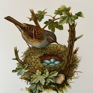 Dunnock Etsy Singapore