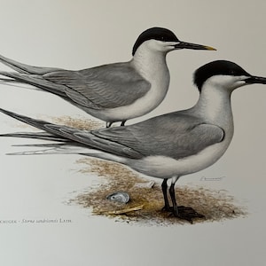 Lámina de pájaro CHARRÁN AMERICANO. Litografía antigua y vintage de ornitología y biología. Ilustración y póster de vida salvaje de los años 60