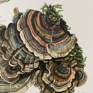 Op de afbeelding: Een close-up van een grote, veelkleurige paddenstoel met een gelaagde, waaiervormige hoed. De paddenstoel groeit op een boomstam en heeft groen mos op zijn hoed. De paddenstoel is een levendige mix van bruine, blauwe, groene en oranje kleuren. De afbeelding is gelabeld met "19 C 63".