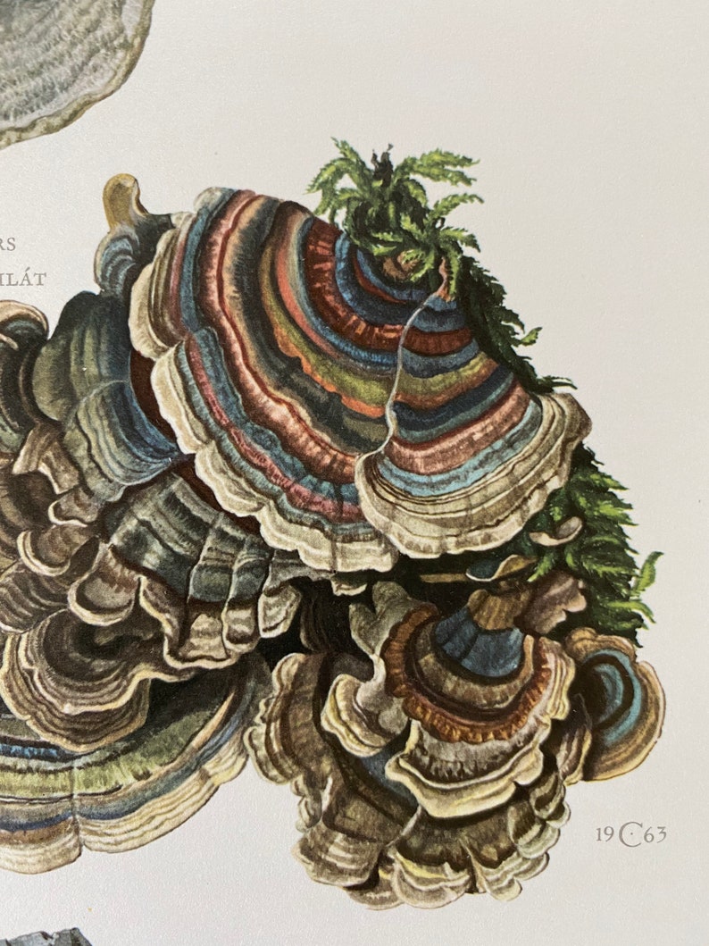 Op de afbeelding: Een close-up van een grote, veelkleurige paddenstoel met een gelaagde, waaiervormige hoed. De paddenstoel groeit op een boomstam en heeft groen mos op zijn hoed. De paddenstoel is een levendige mix van bruine, blauwe, groene en oranje kleuren. De afbeelding is gelabeld met "19 C 63".