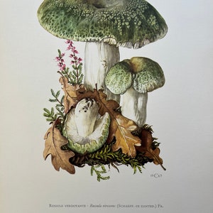 GREEN-CRACKING RUSSULA mushroom print. Antique biology and nature lithograph. Spore illustration and poster from 1960s image 1