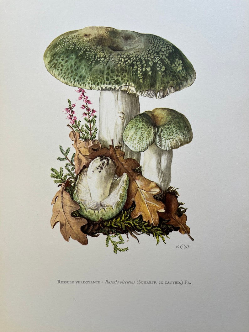 GREEN-CRACKING RUSSULA mushroom print. Antique biology and nature lithograph. Spore illustration and poster from 1960s image 1