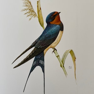 Stampa di uccelli BARN SWALLOW. Stampa antica e vintage di scienze naturali e biologia. Decorazione da parete per la casa, ornitologia degli anni '60